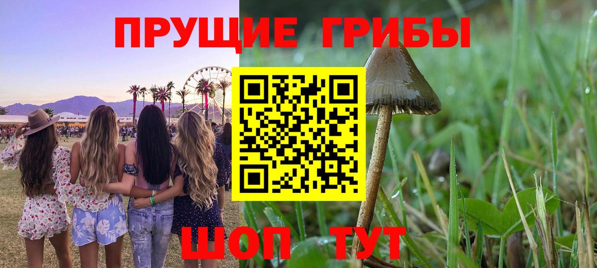 Псилоцибиновые грибы Psilocybine cubensis Волжский